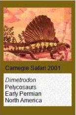 Carnegie Dimetrodon