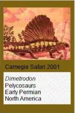 Carnegie Dimetrodon Carnegie Dimetrodon