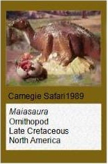 Carnegie Maiasaura