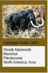 Carnegie Woolly mammoth