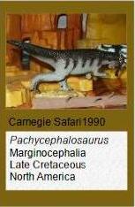 Carnegie Pachycephalosaurus