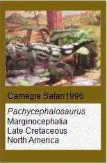 Carnegie Pachycephalosaurus