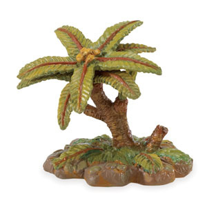 Cycad