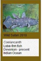 Wild Safari Coelancanth