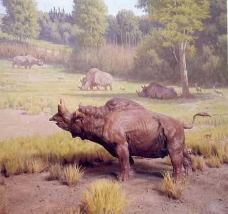 Megacerops From Royal Saskatchewan Museum in Regina, Saskatchewan diorama. Picture by Sean Bell.