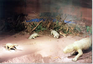 Permian Diorama from the Korbach Museum Germany submited by Stefan Schröder.