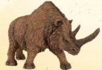 Wooly Rhino Coledonta 
