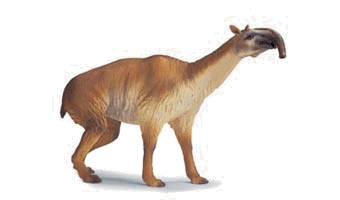 Machruchania Machruchania