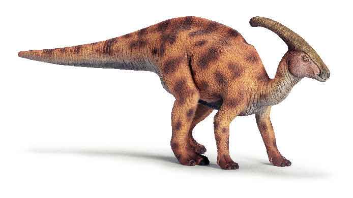 Parasaulophus