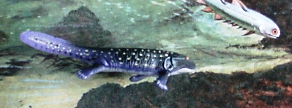 Acanthostega