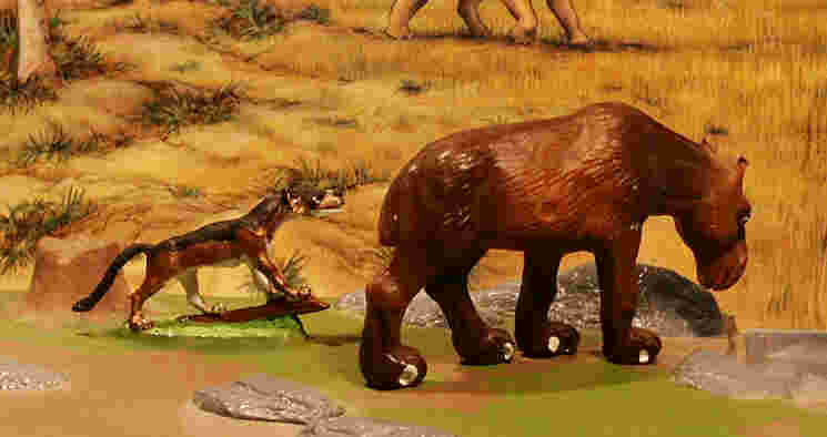 Miocene Fauna