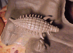 Palaeoscincus