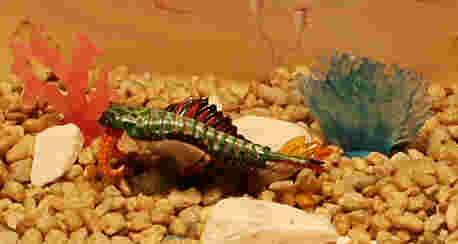 Anomalocaris from the UHA Kaiyodo 