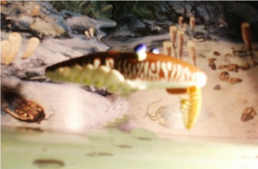 ROM (Royal Ontario Museum)  Laggania