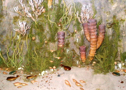 Smithsonian Natural History Museum