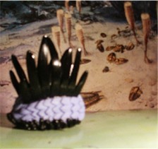 ROM (Royal Ontario Museum) Wiwaxia