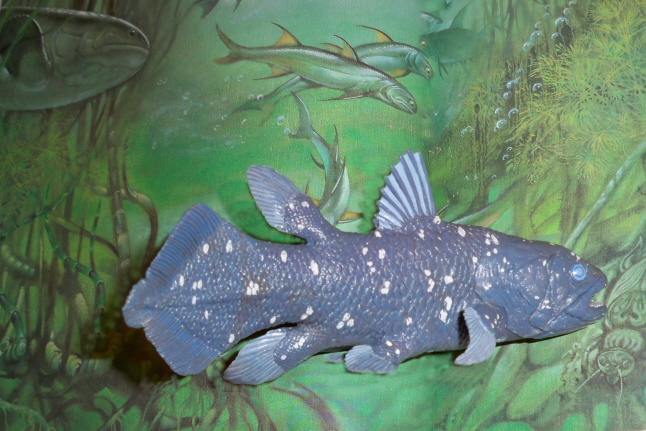 Wild Safari Coelacanth